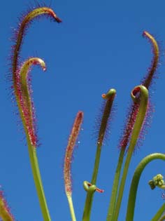 capensis