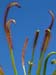 capensis