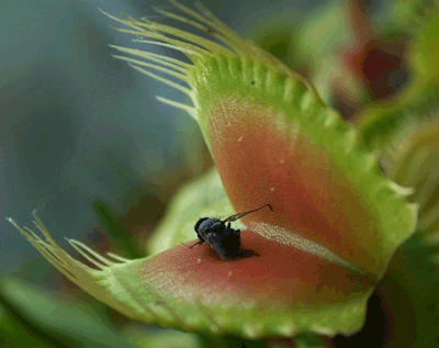 venus flytrap