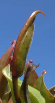 nutans