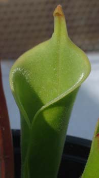 tatei