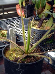 drosera