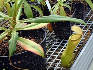 nepenthes