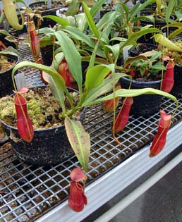 nepenthes