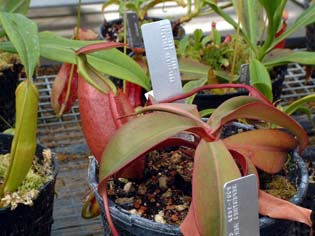 nepenthes