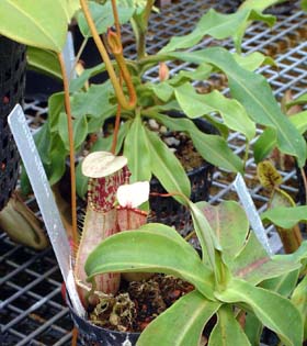 nepenthes