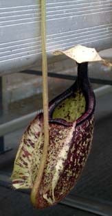 nepenthes