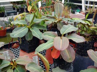 nepenthes
