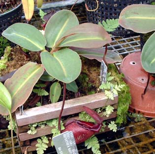 nepenthes