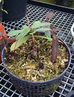 nepenthes