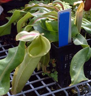 nepenthes