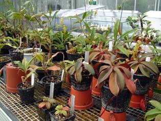 nepenthes-