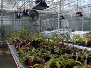 nepenthes-