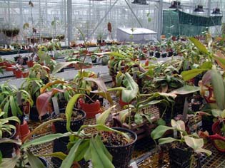 nepenthes-