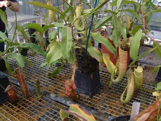 nepenthes-