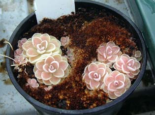 pinguicula