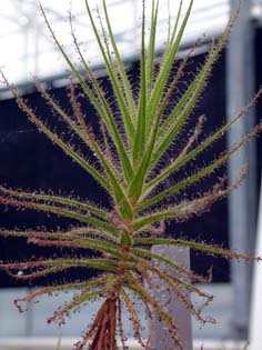 roridula