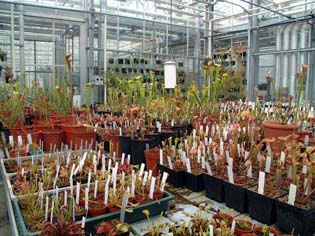 sarracenia