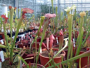 sarracenia