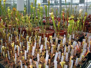 sarracenia