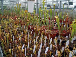 sarracenia