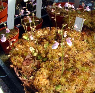 utricularia