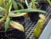 nepenthes