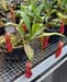 nepenthes
