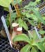 nepenthes