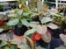 nepenthes