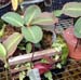 nepenthes