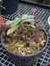 nepenthes