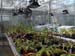 nepenthes-