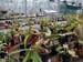 nepenthes-