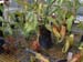 nepenthes-
