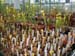 sarracenia