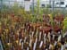 sarracenia