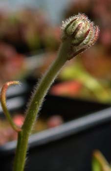 cephalotus