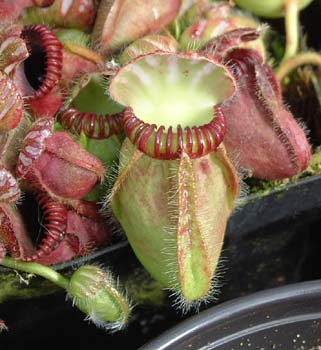 cephalotus