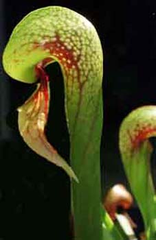 darlingtonia