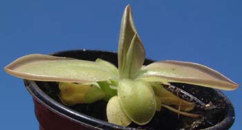pinguicula