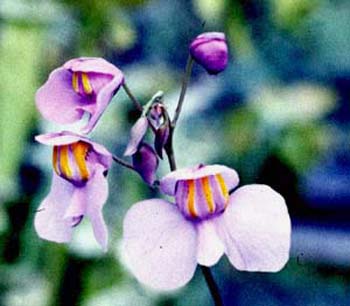 utricularia