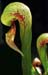 darlingtonia