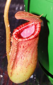 N.lowii