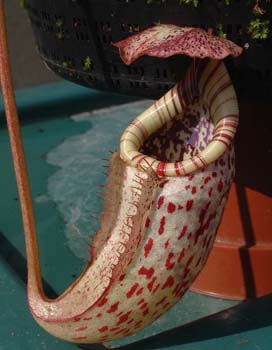 burbidgeae