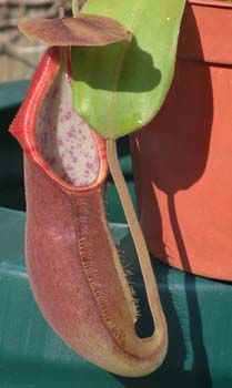 carunculata