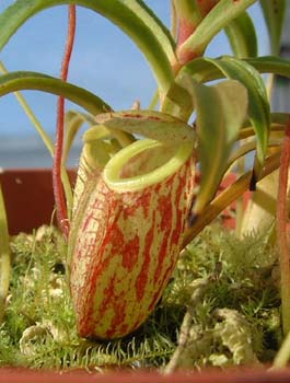glabrata