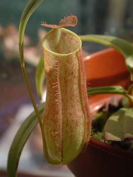 gracilis