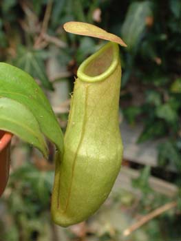 khasiana