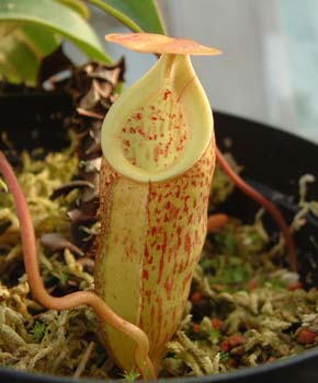 macfarlanei